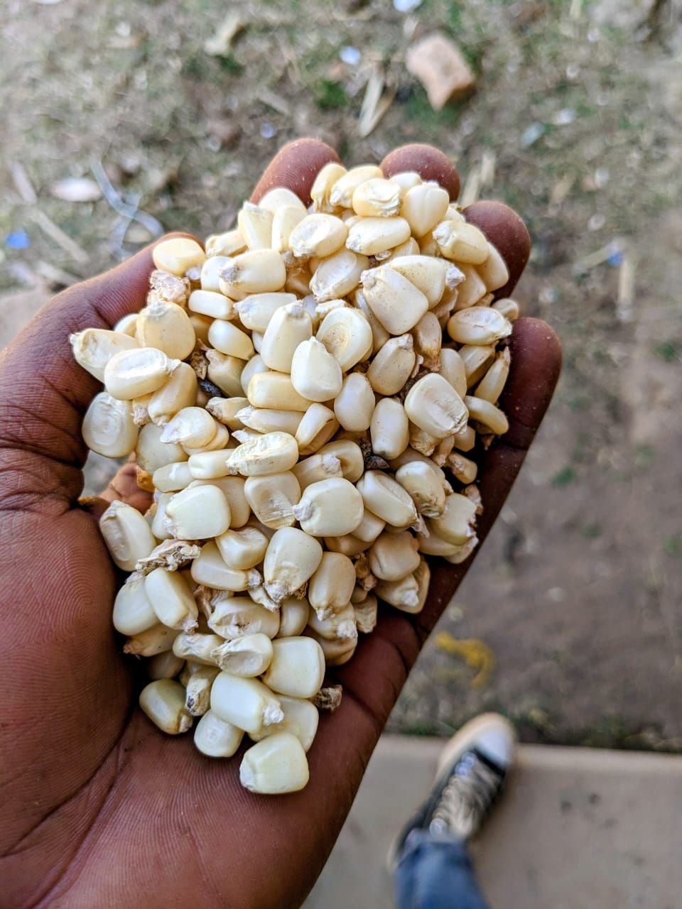 Maize Field