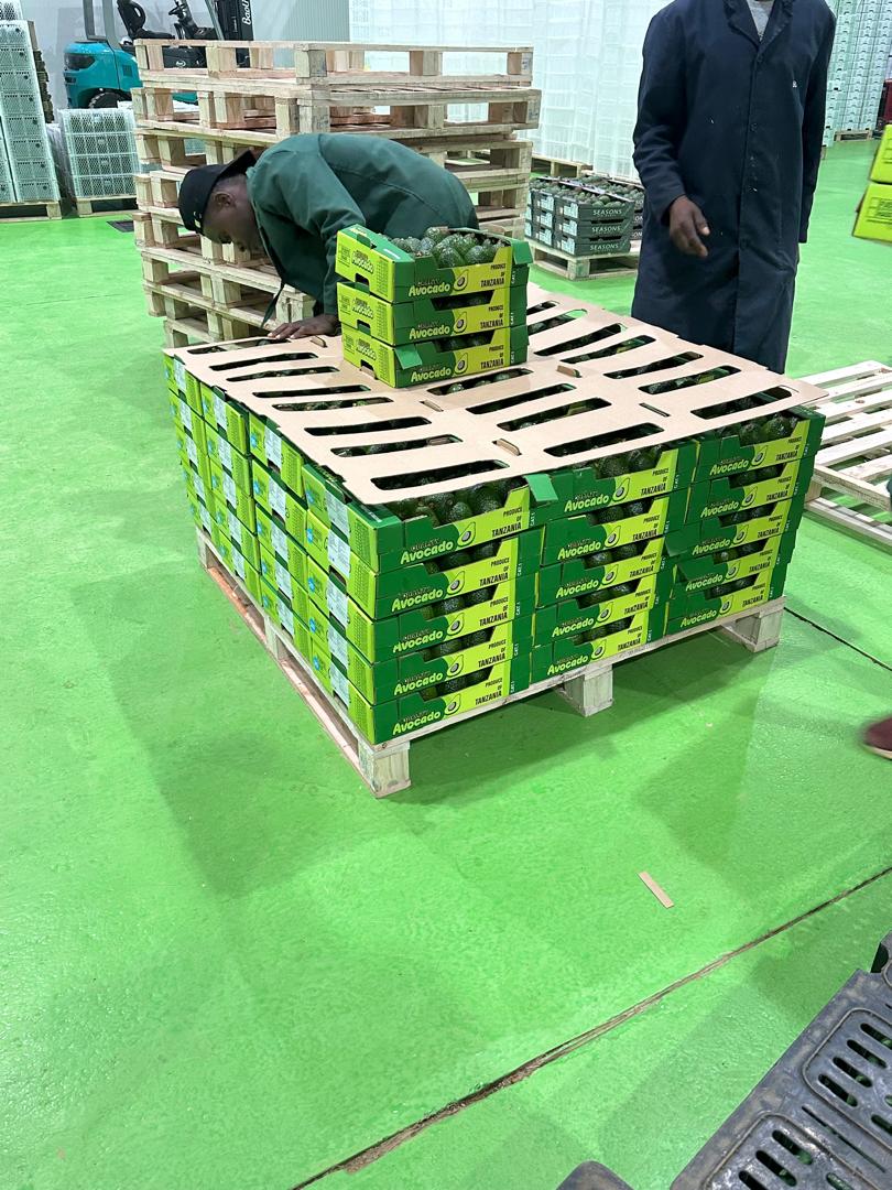 Avocado Processing