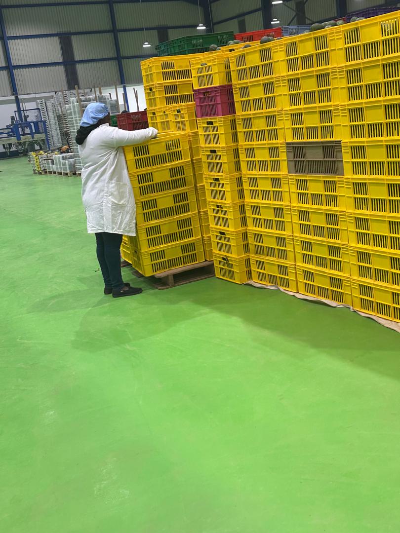 Avocado Processing
