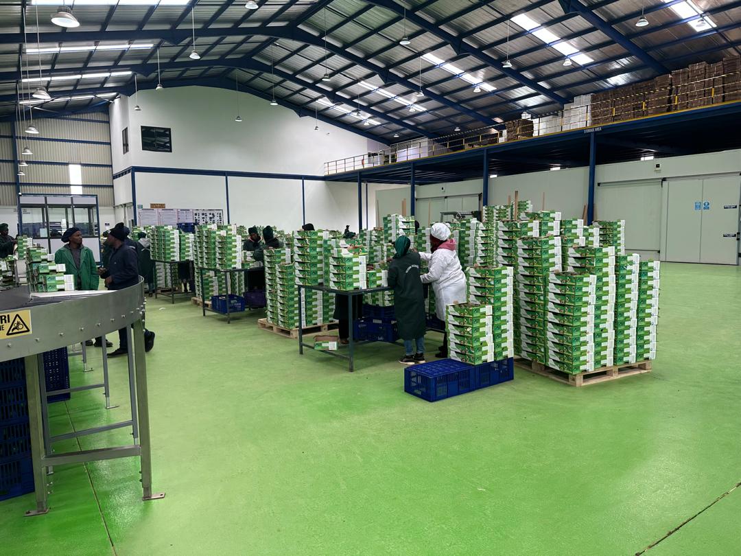 Avocado Processing