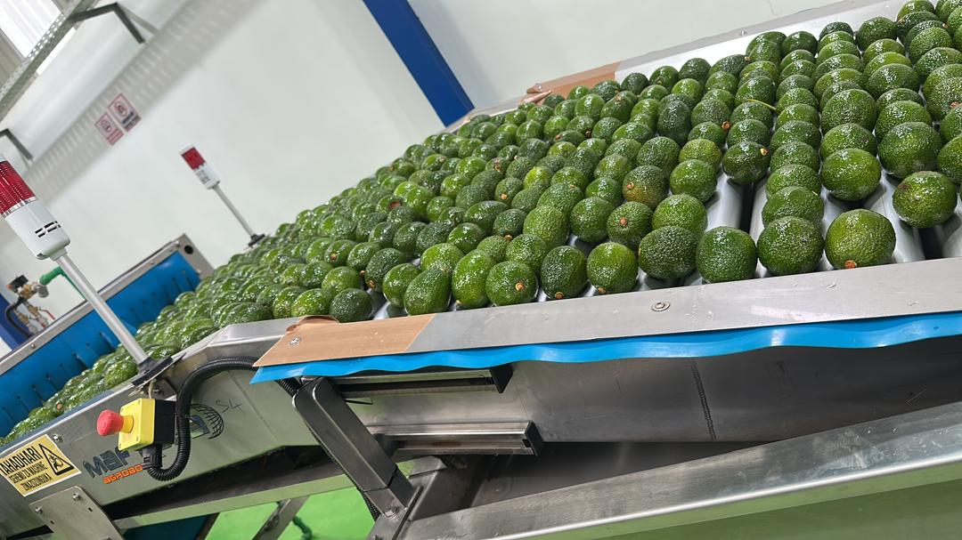 Avocado Processing