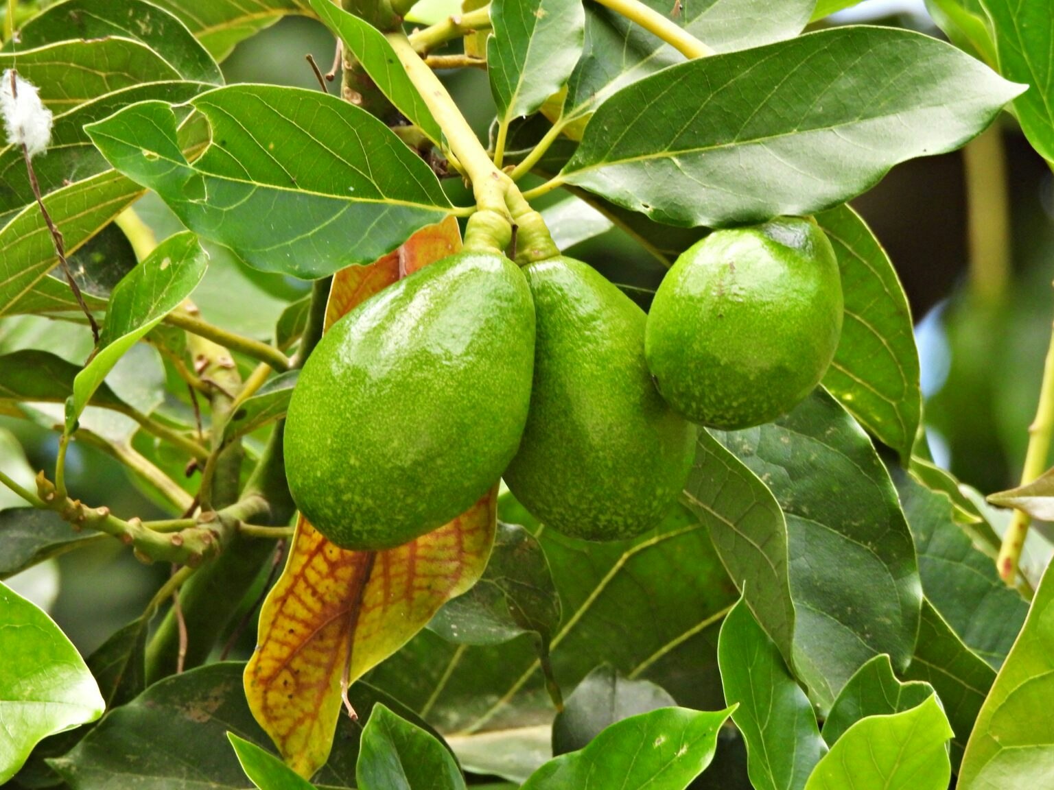Avocado Orchard