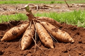 Root crops Field