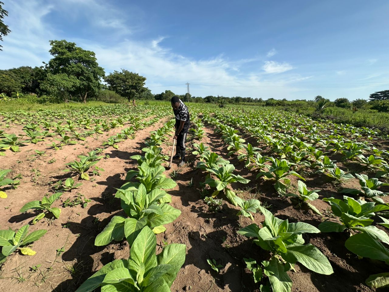 Sustainable crops farming in Tanzania