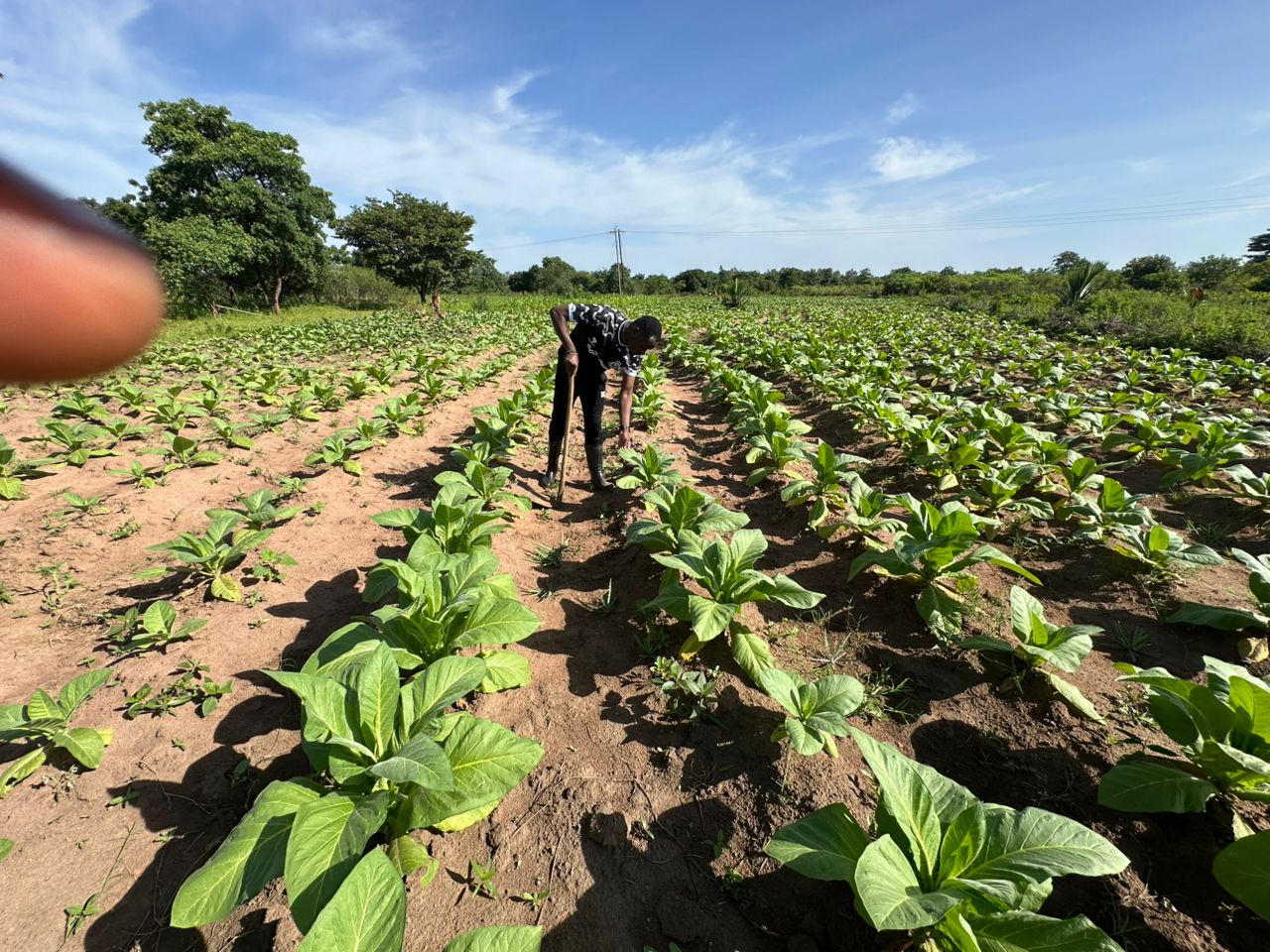 Flue-Cured Virginia Tobacco Leaves