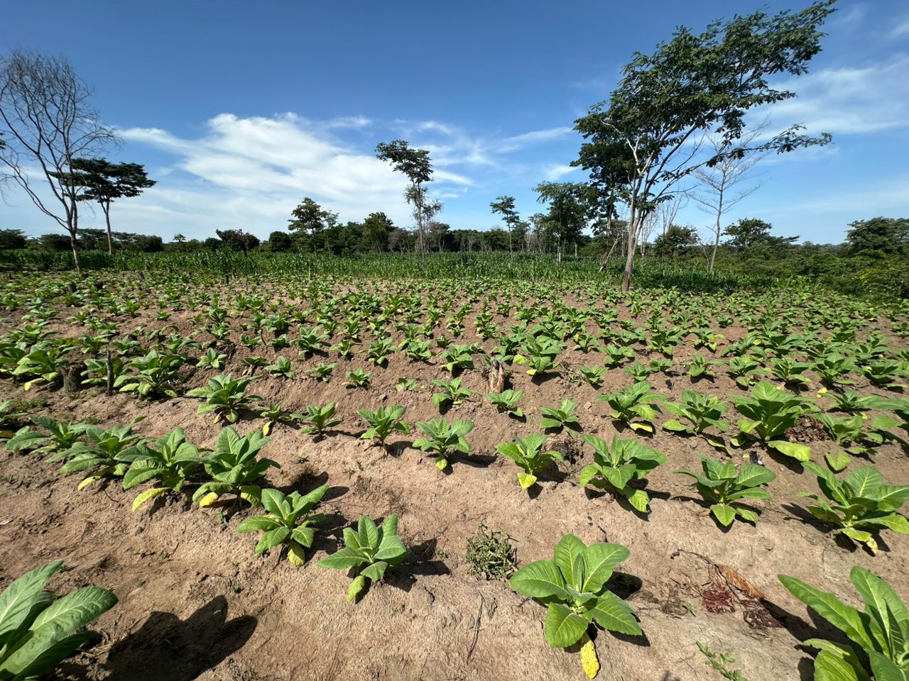 Flue-Cured Virginia Tobacco Leaves