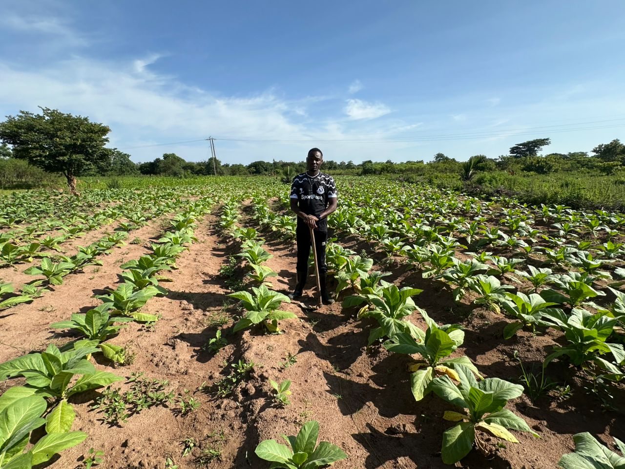 Flue-Cured Virginia Tobacco Leaves