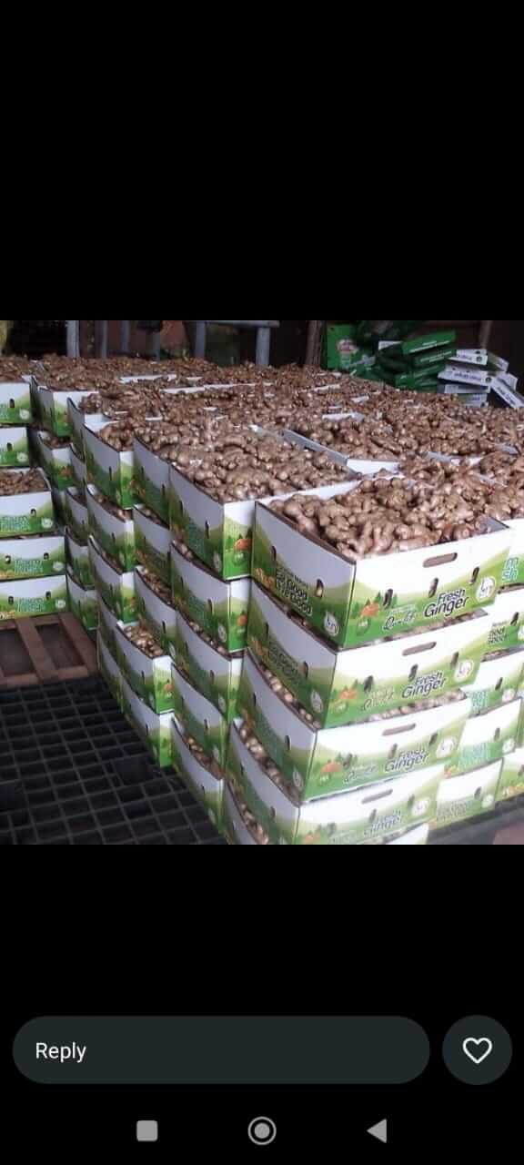 Avocado Processing