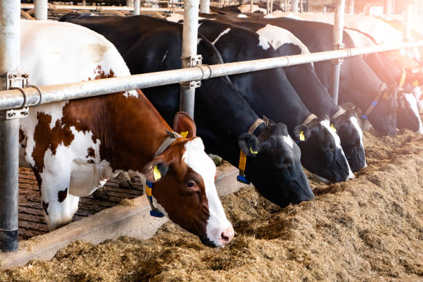 Livestock Herd