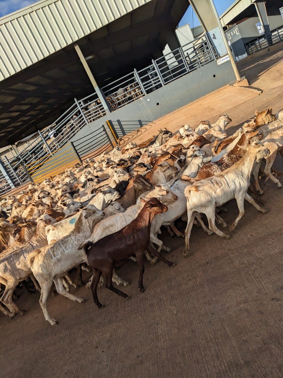 Livestock Herd