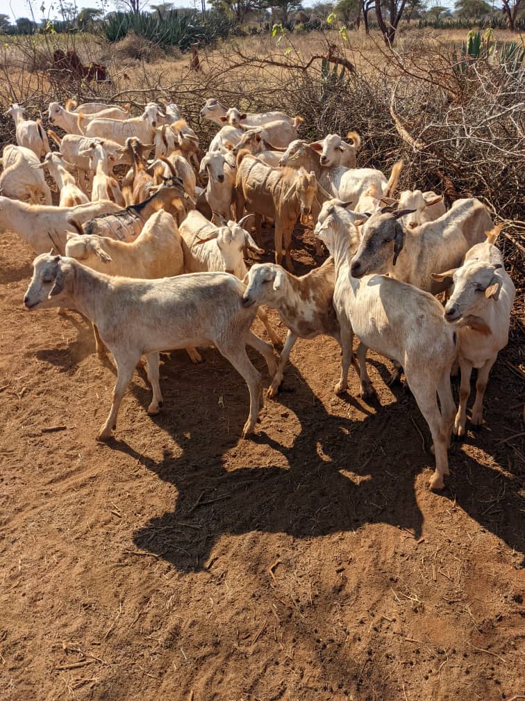 Cattle Grazing