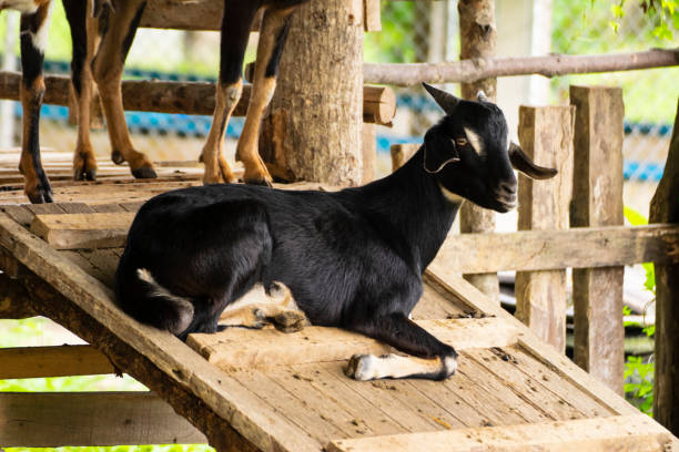 Goats
