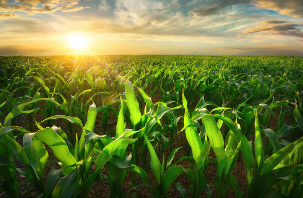 Maize Field