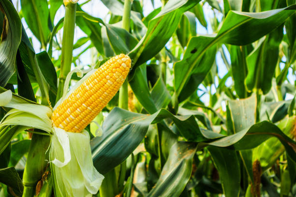 Maize Grains