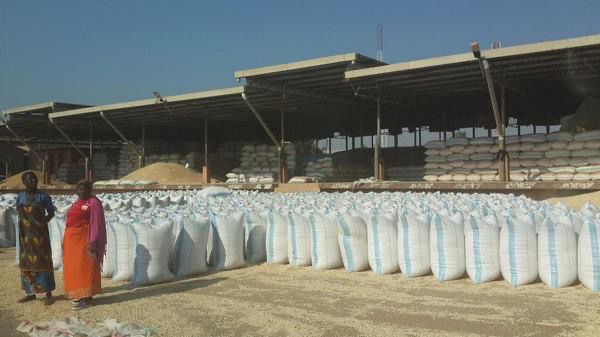 Maize Packaging