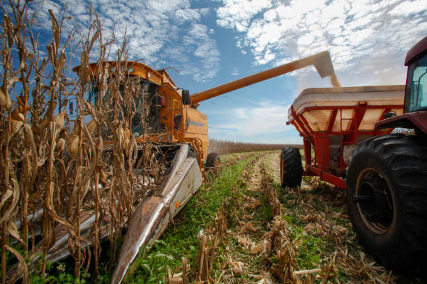 Maize Harvest