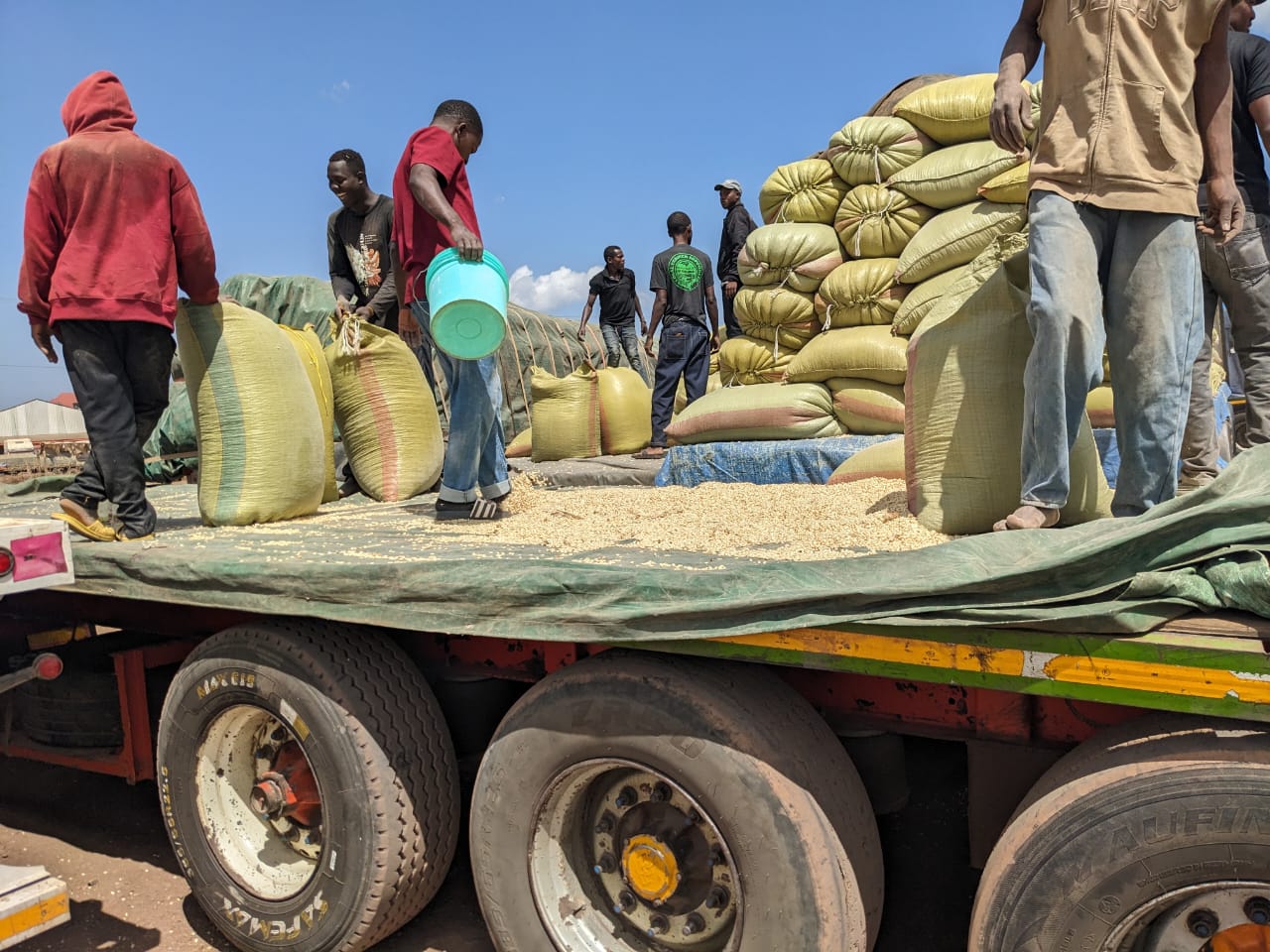 Maize Transport