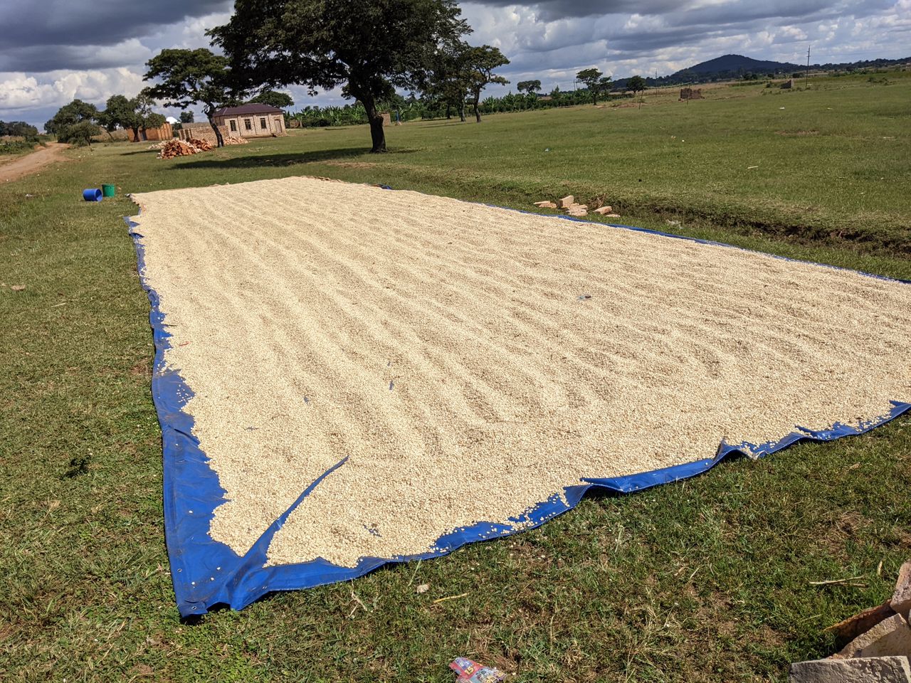 Maize Grains