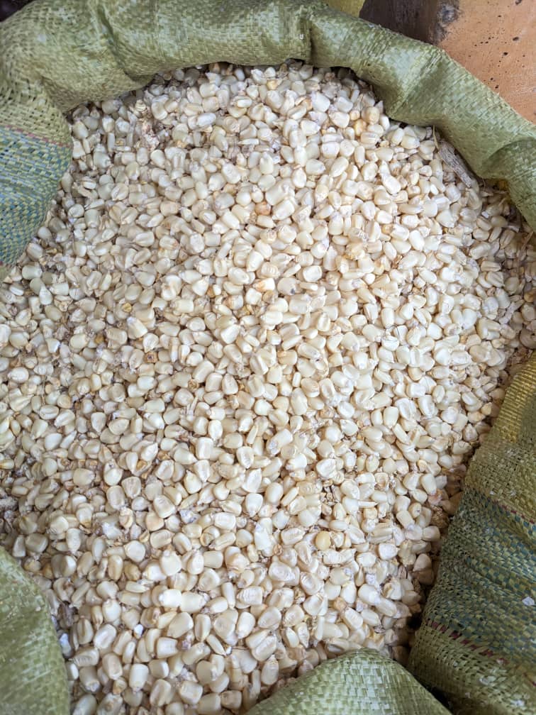 Maize