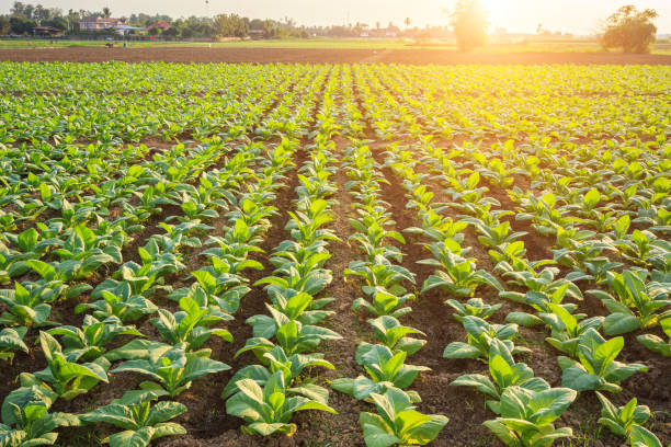 Tobacco Field