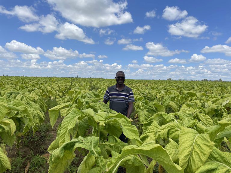Tobacco Field